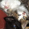 2010-05-30 Bebes chat campagnards_l.jpg